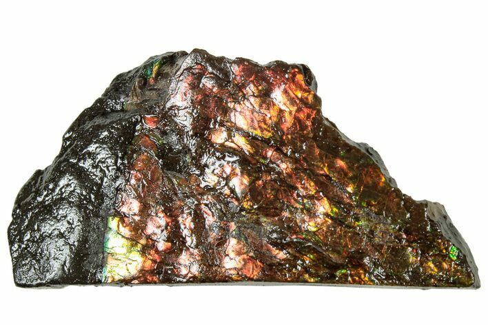 Iridescent Ammolite (Fossil Ammonite Shell) - Alberta #311353